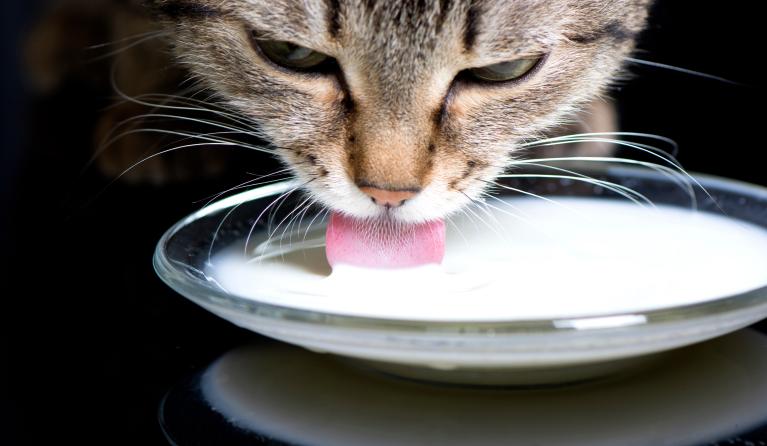 Kattenmelk - Keuringsdienst van waarde