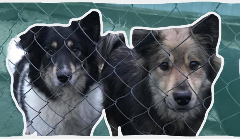 Hulpactie dierenasiel Kyiv