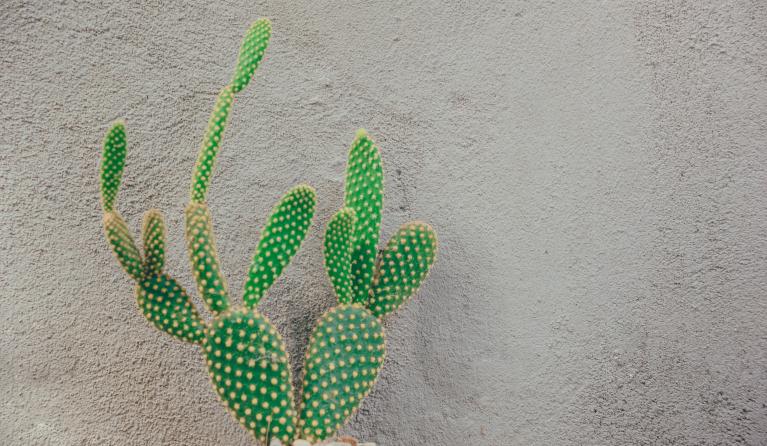 groene cactus tegen een grijze muur