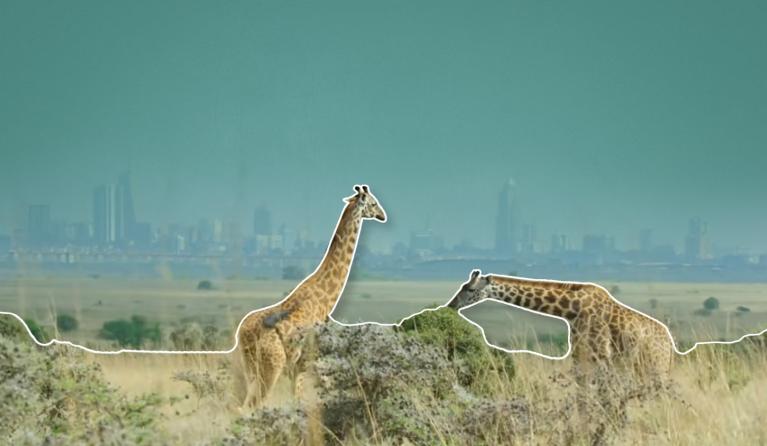 Giraffen met stad op de achtergrond