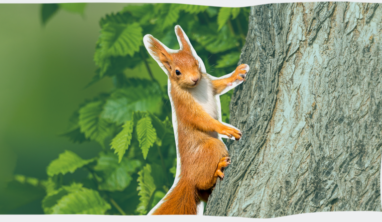 Eekhoorn winkelwagentje