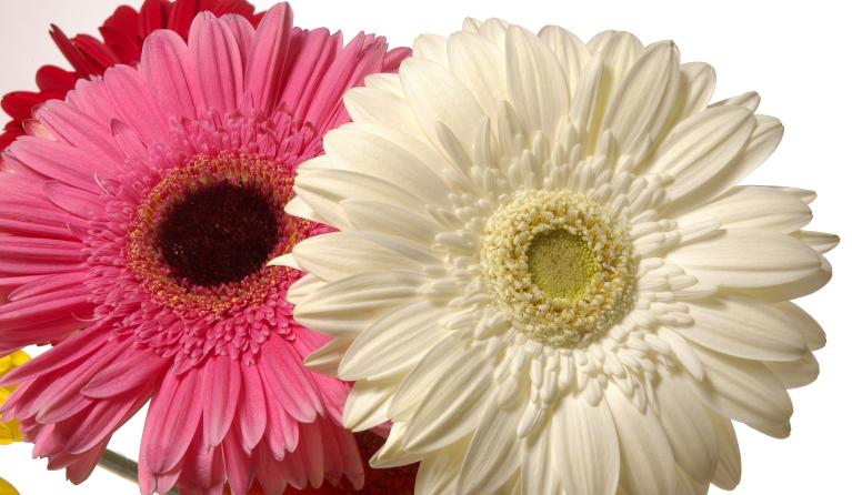 Gerbera