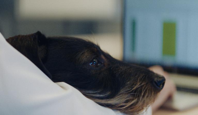 Een hond in De kantoorhond 