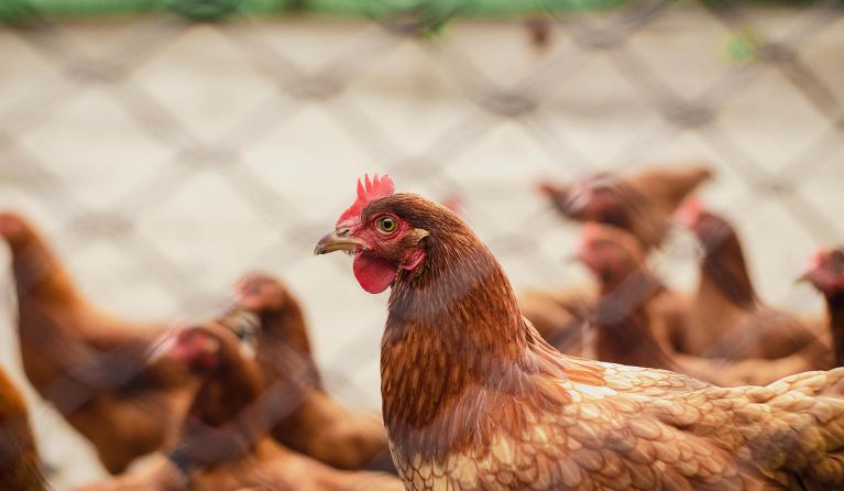 Het hoofd en de nek van een kip.