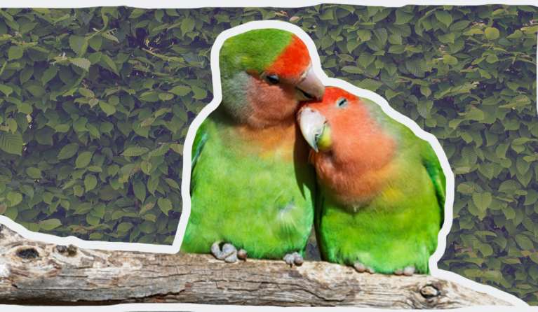 Twee knuffelende lovebirds © Pixabay