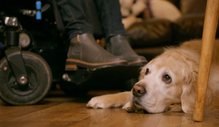 Een witte assistentiehond bij een rolstoel