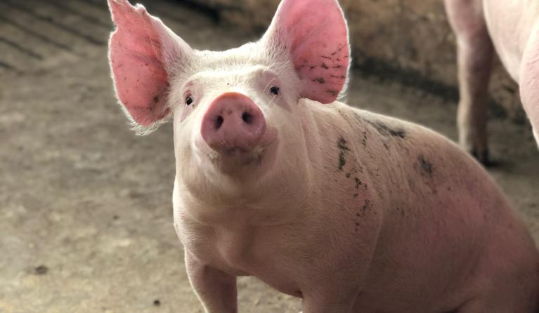 een biggetje op de grond