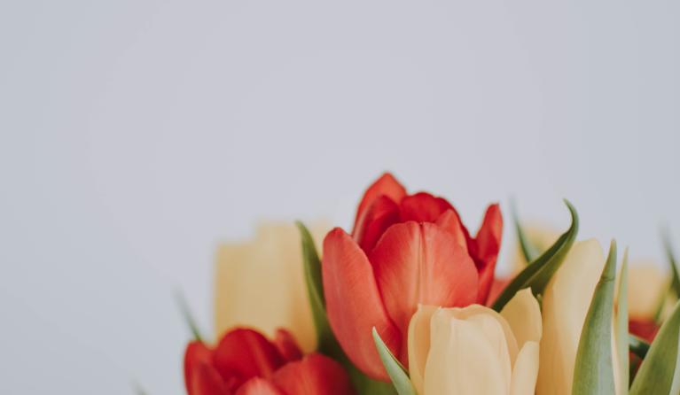 tulpen voor een witte achtergrond