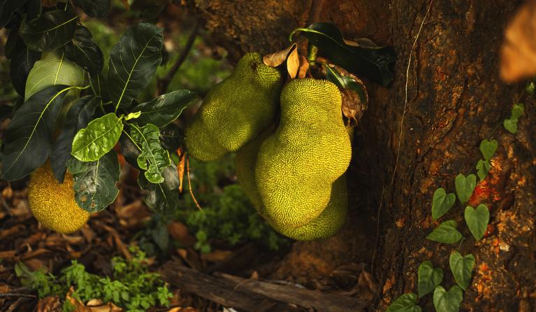 De jackfruit