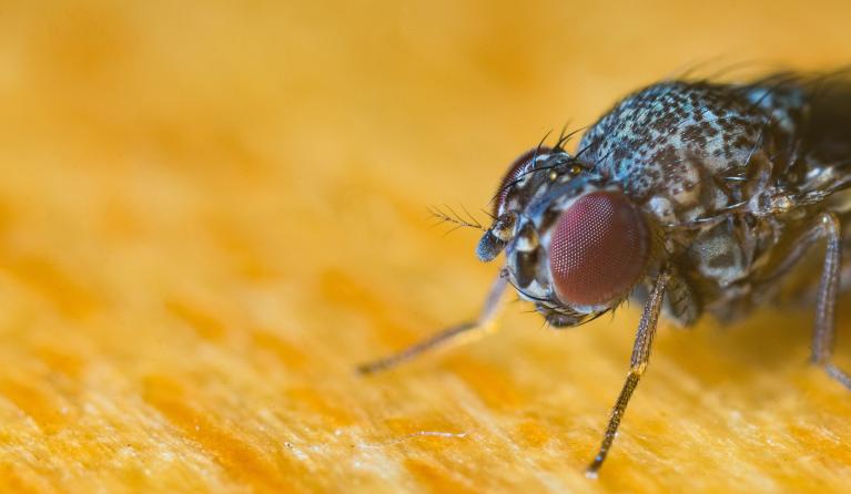 een bromvlieg op een gele achtergrond