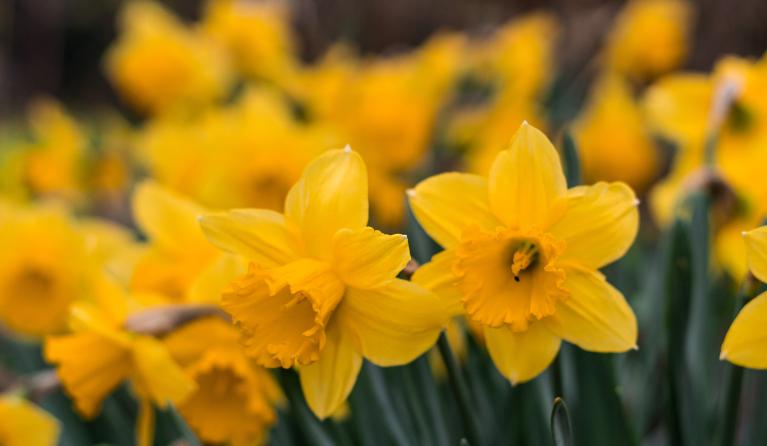narcis Petrus in het land