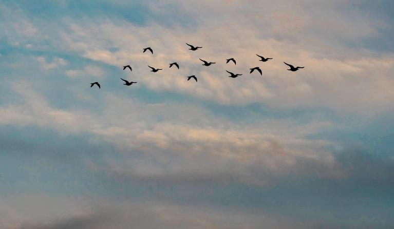 Vogels