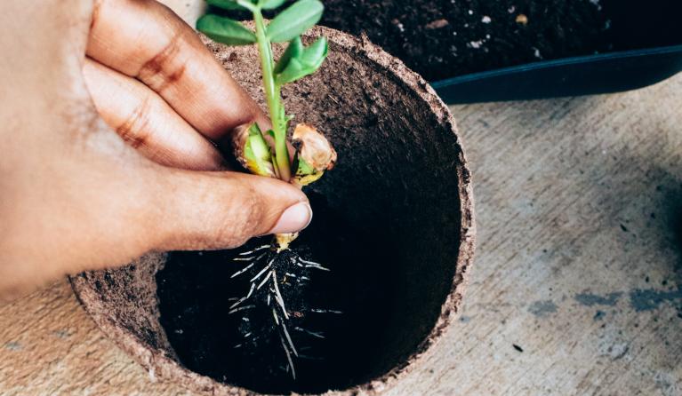 iemand die een plantje in een pot stopt