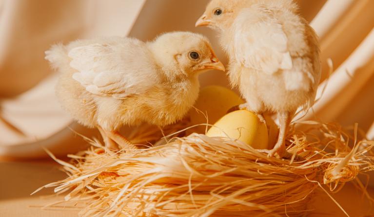 Twee kuikentjes in een nestje