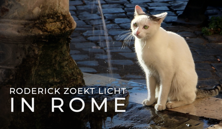 RZL in Rome - katten