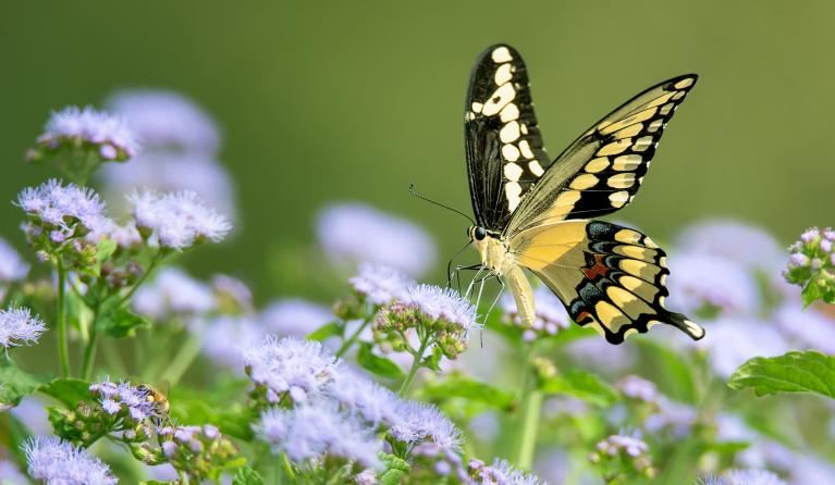Tuinvlindertelling - vlinder op bloem