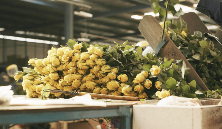 De prijsknaller - rozen