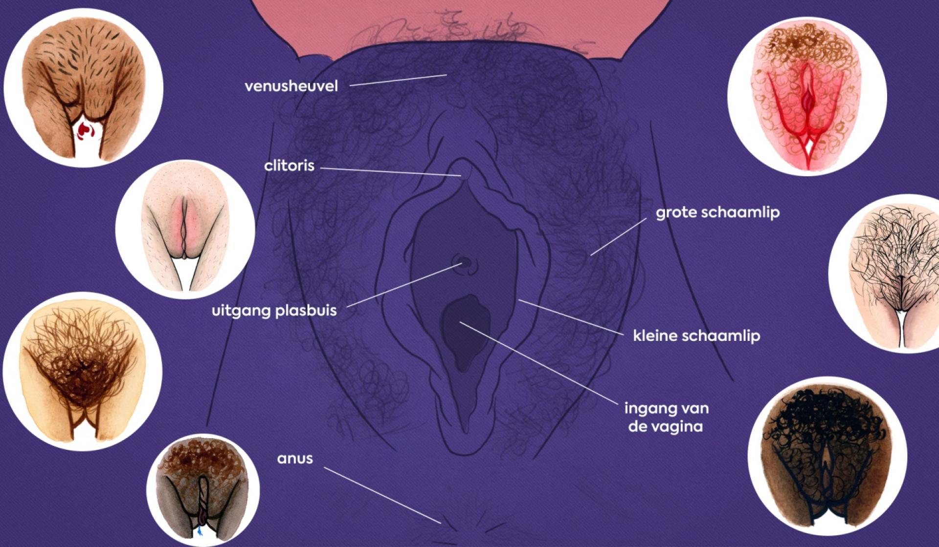 Vulva Anatomi