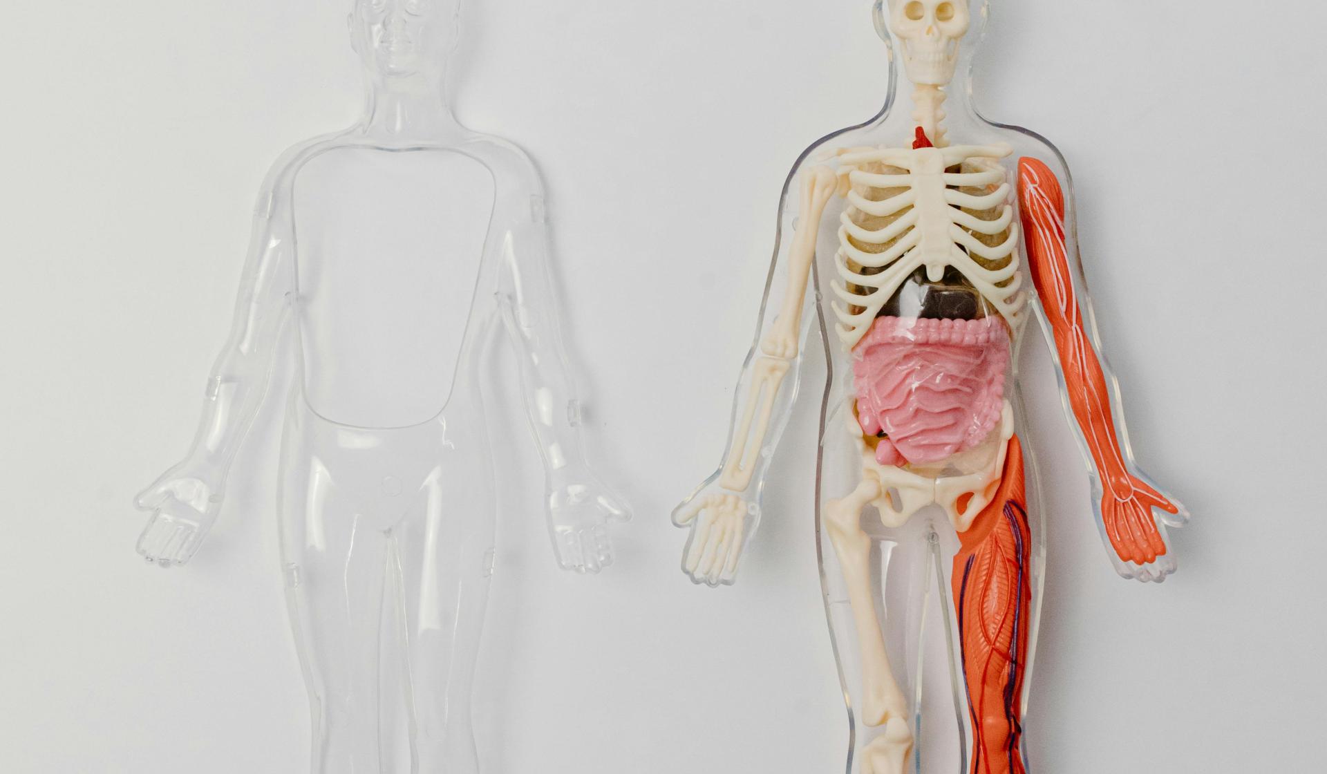 Willem Wever zoekt uit: hoeveel organen heeft een mens? | KRO-NCRV