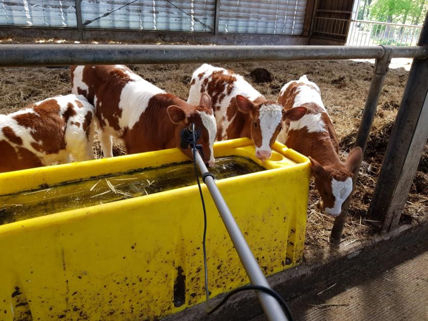 BinnensteBuiten kalfjes met 3D opname microfoon