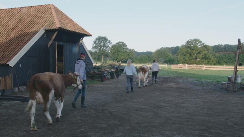 Koeien onderweg naar de wei Koeien onderweg naar de wei