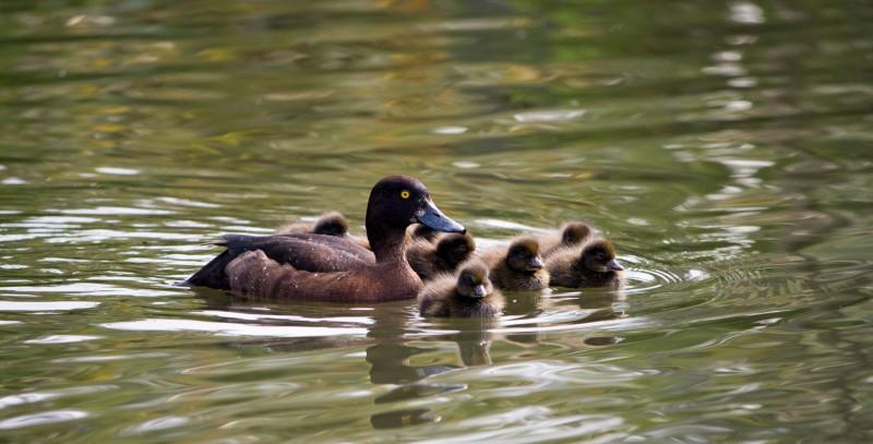 Topper met kroost Topper met kroost