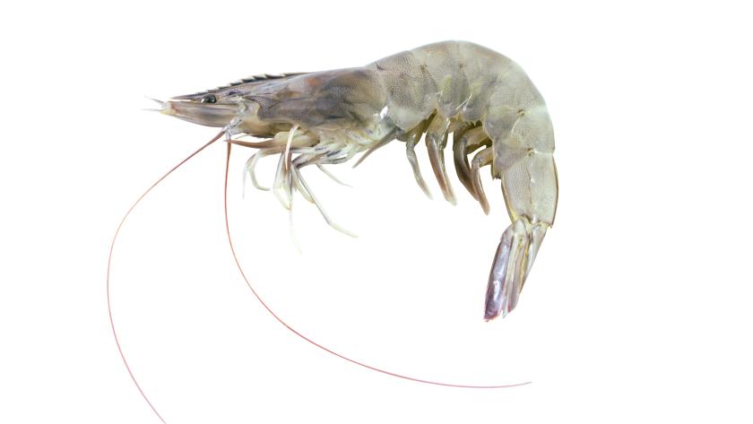 Witpootgarnaal - Prawn Witpootgarnaal - Prawn