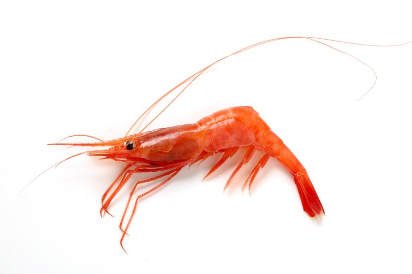 Shrimp - Pandalus borealis Shrimp - Pandalus borealis