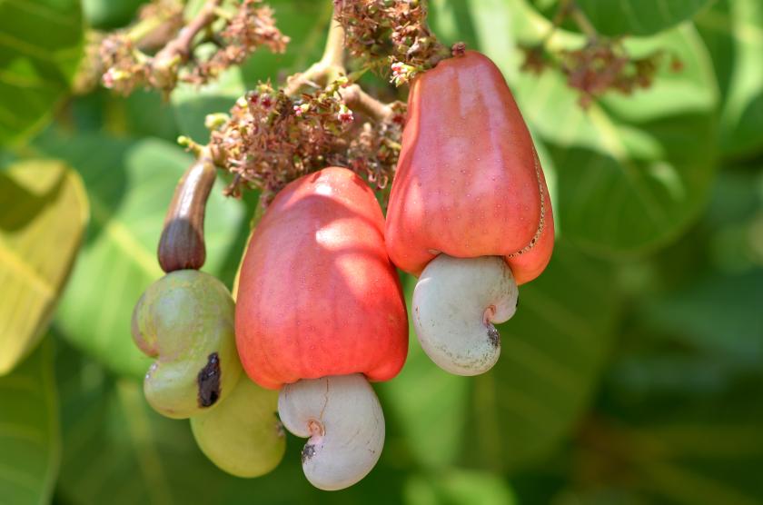 Cashew-appel - Keuringsdienst van waarde