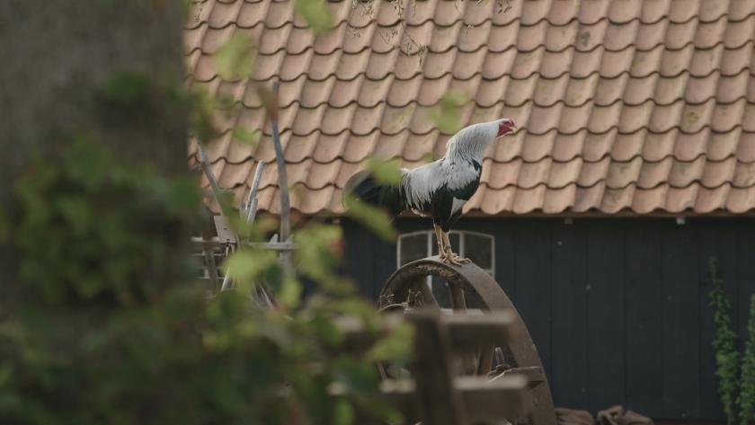 Haan op wiel Haan op wiel
