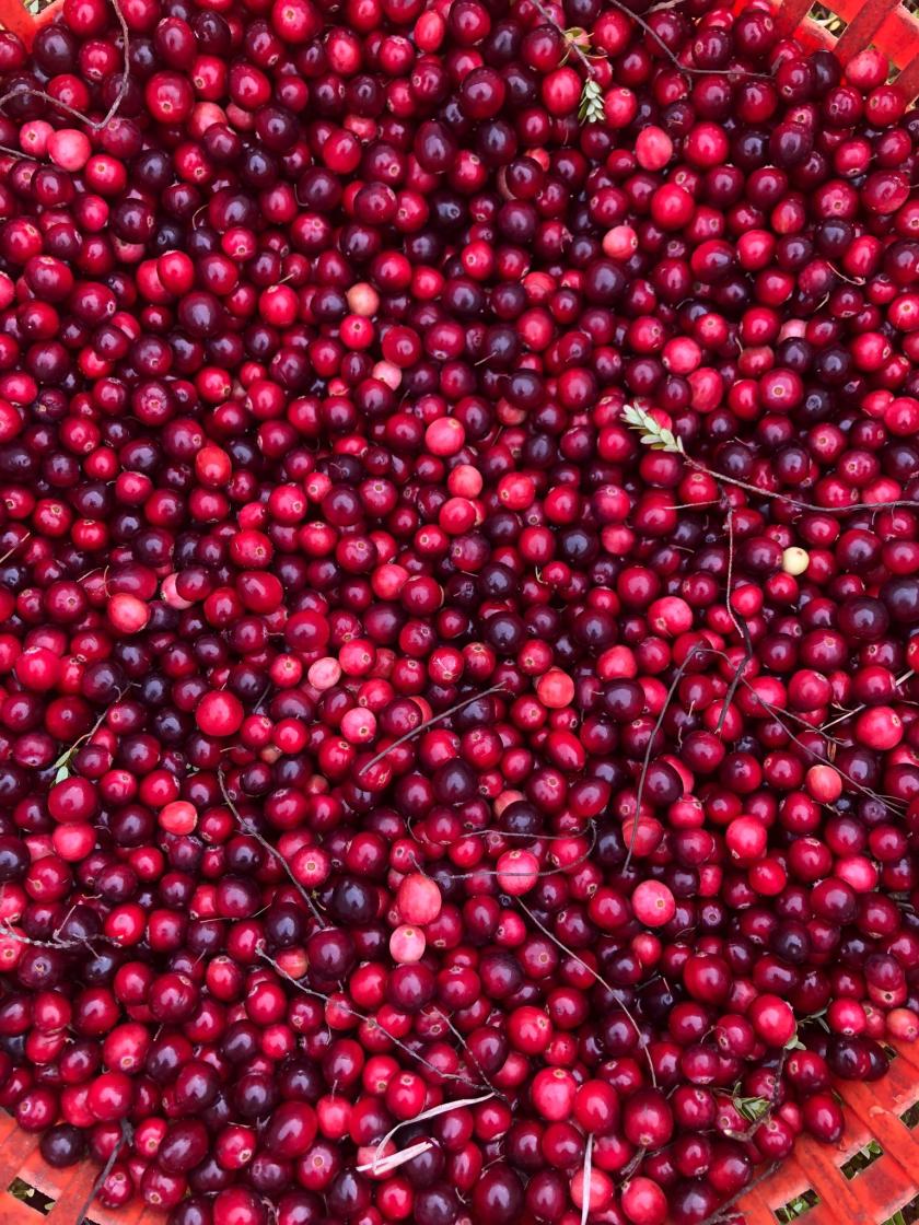 Geoogste cranberry's