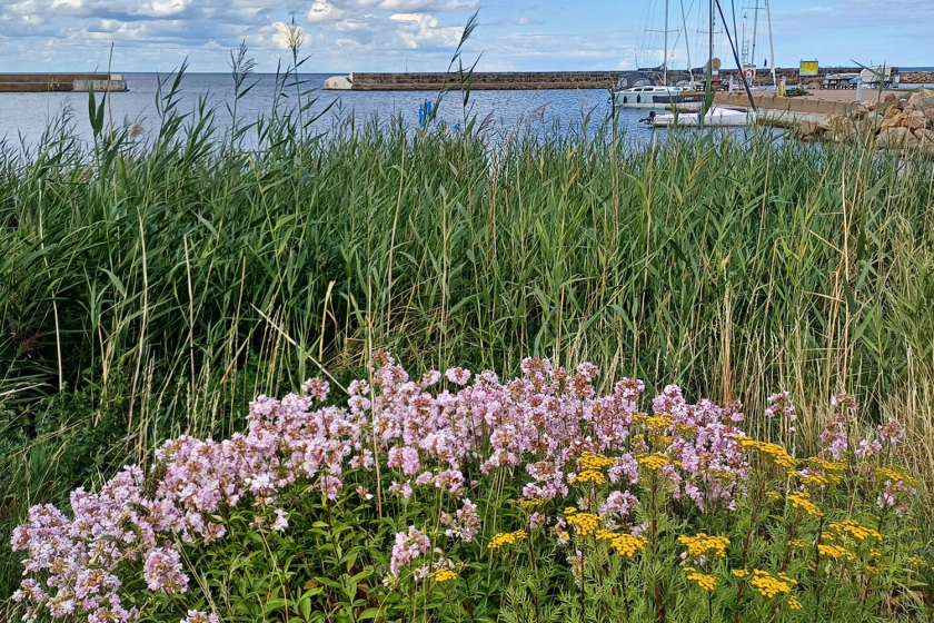 fotografie_dag_-_britt-marie_nilsson_-_kivik_skane_zweden.png Een meertje