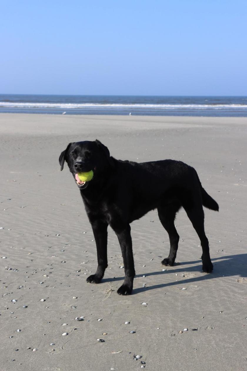 een hond op het strand