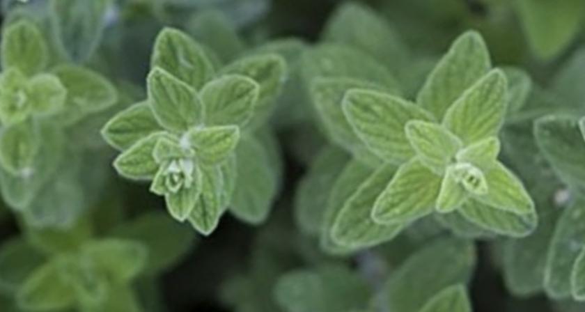 origanum syriacum
