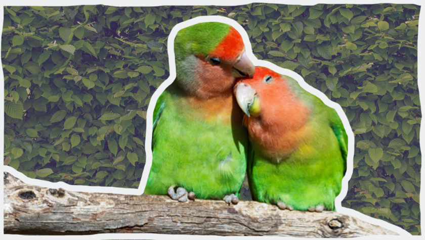 Twee knuffelende lovebirds © Pixabay Twee knuffelende lovebirds © Pixabay