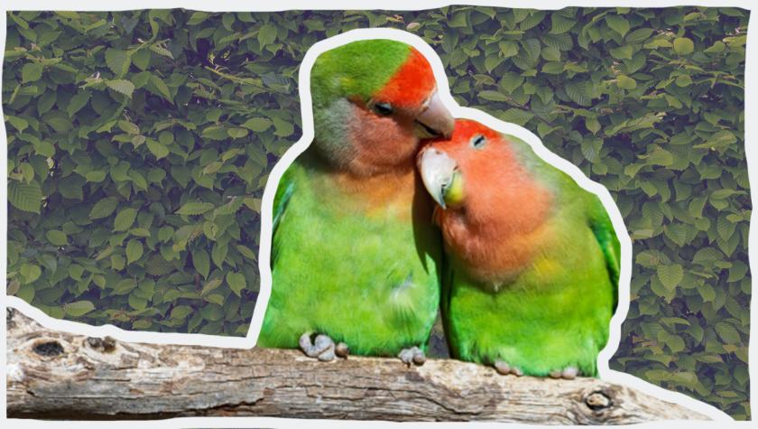 Twee knuffelende lovebirds © Pixabay