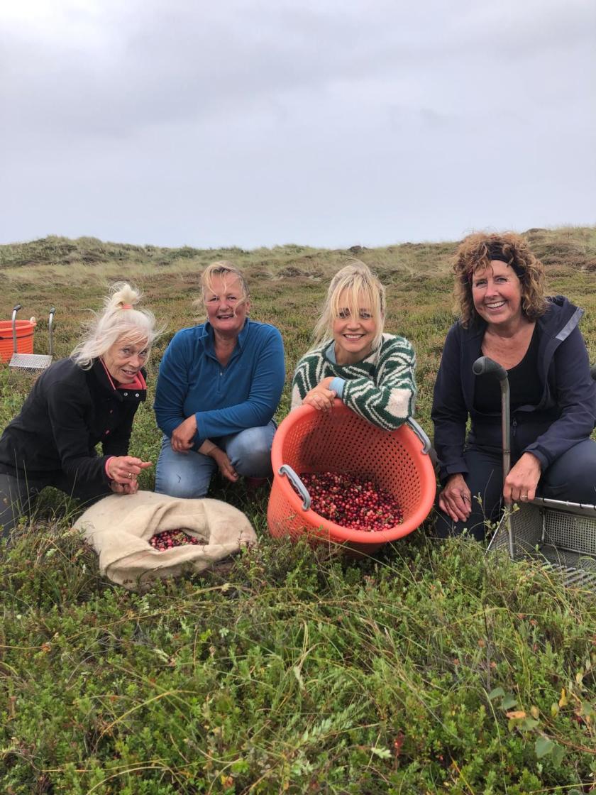 Vieren vrouwen staan in het veld met geoogste cranberry's