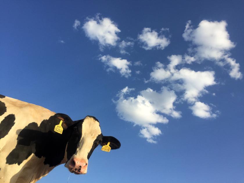 Foto: Unsplash Koe in de wei