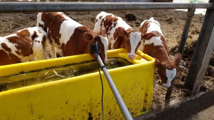 BinnensteBuiten kalfjes met 3D opname microfoon