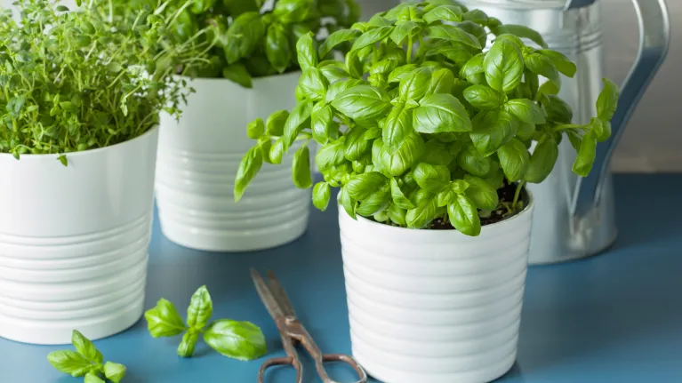 Kruidenplantjes - Keuringsdienst van waarde