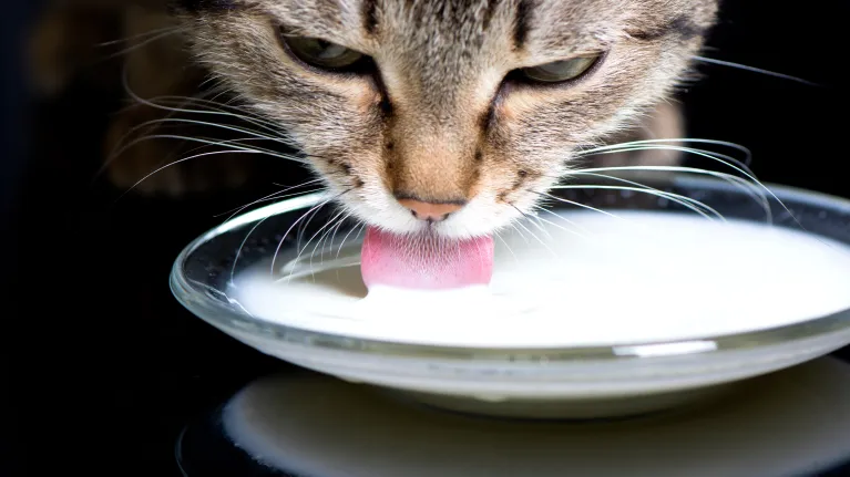 Kattenmelk - Keuringsdienst van waarde