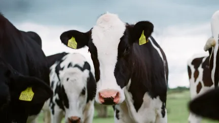 Keuringsdienst van waarde - natuurvlees