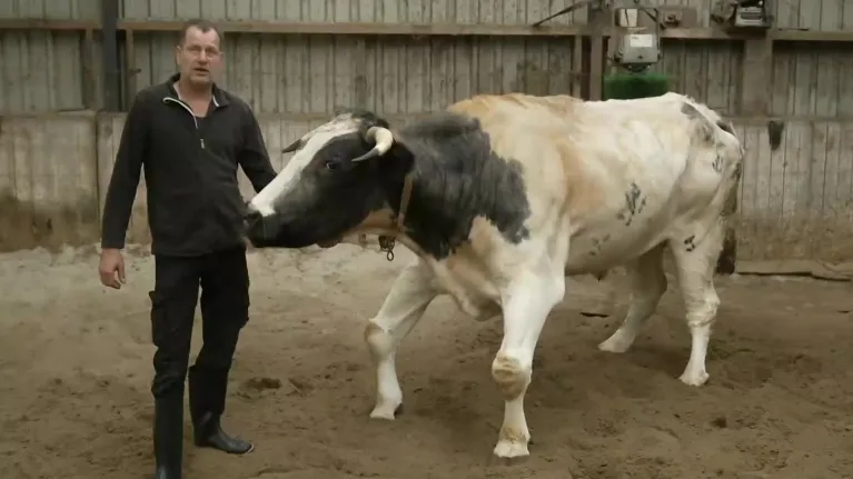 Boer Bert en koe Henk staan in de stal in Zin in morgen