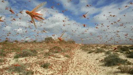Flying bugs are a significant feature in my pandemic dreams, according to a survey of more than 2,000 people