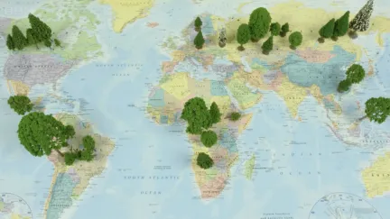 Bomen planten