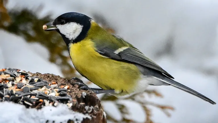 Een vogel in de sneeuw
