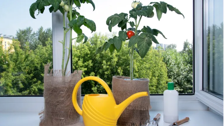 Morgen kan groener - Zet de tomatenplantjes dicht bij een zonnig, raam op het zuiden. 
