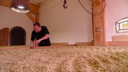 Hoeksche soja