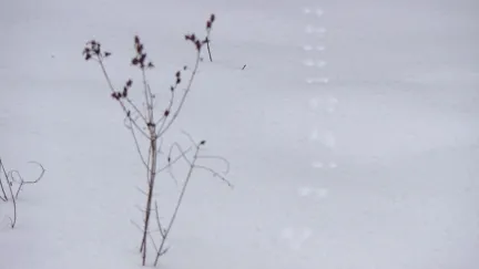 Sporen in de sneeuw
