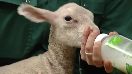 Lammetjes in Voorschoten